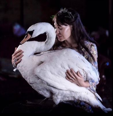 hm-swan.jpg